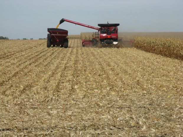 Corn harvest